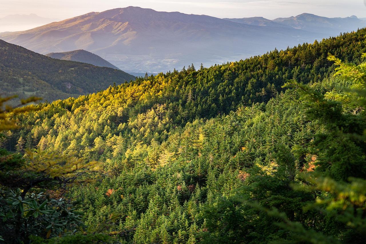 Forest and Mountains